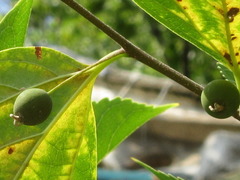 Celtis