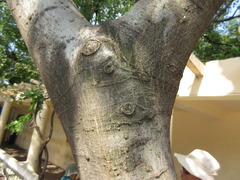 Celtis