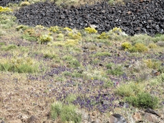 Lupinus flavoculatus