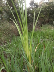 Typha capensis