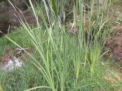 Typha capensis