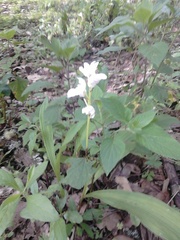 Govenia liliacea