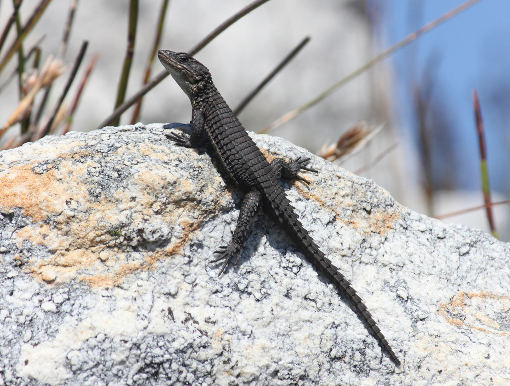 Oelofsen's Girdled Lizard