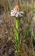 Ceratandra globosa