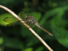 Orthetrum testaceum