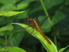 Orthetrum testaceum