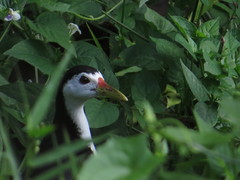 Amaurornis phoenicurus