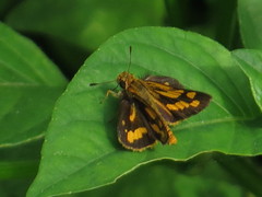 Hesperiinae