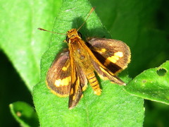 Hesperiinae