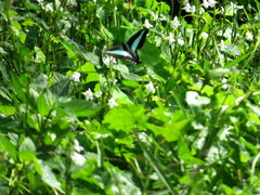 Graphium sarpedon