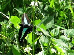 Graphium sarpedon