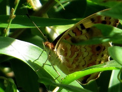 Junonia orithya