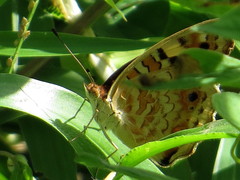 Junonia orithya