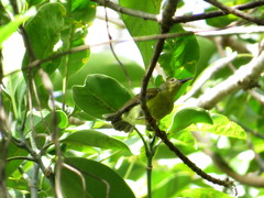 Anthreptes malacensis