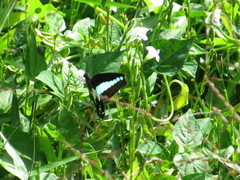 Graphium sarpedon