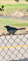 Aphelocoma californica