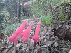Penstemon isophyllus