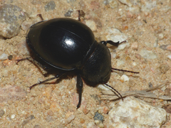 Ocnodes scrobicollis