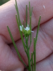 Cardamine hirsuta