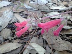 Penstemon isophyllus