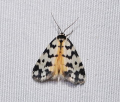 Thallarcha jocularis