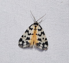 Thallarcha jocularis