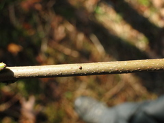 Ptilophora plumigera