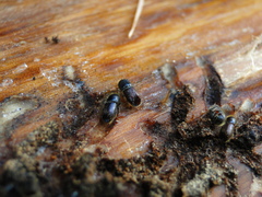 Ips sexdentatus