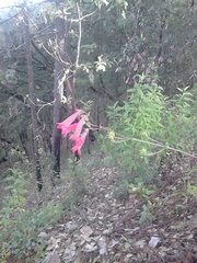 Penstemon isophyllus