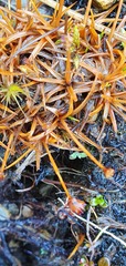 Juncus antarcticus