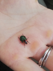Leucocelis haemorrhoidalis