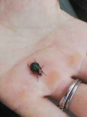Leucocelis haemorrhoidalis