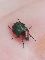 Leucocelis haemorrhoidalis