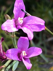 Boronia spathulata