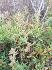 Suaeda australis