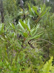 Orites diversifolius