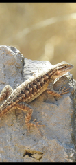 Sceloporus occidentalis
