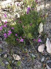 Boronia spathulata