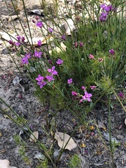 Boronia spathulata
