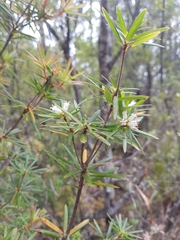 Cyathodes glauca
