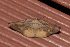 Xenomusa metallica