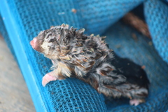 Amblysomus hottentotus