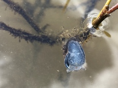 Pseudosuccinea columella