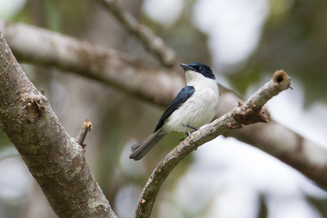 Moluccan Flycatcher (Myiagra galeata), photo 3