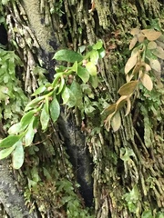 Tmesipteris lanceolata