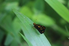 Metisella metis