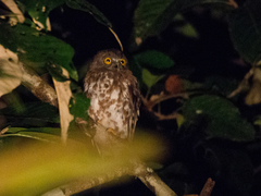 Ninox scutulata borneensis