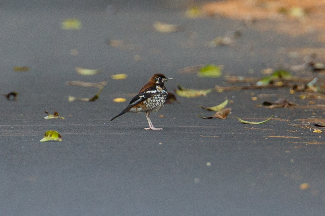 Red-backed Thrush (Geokichla erythronota), photo 7
