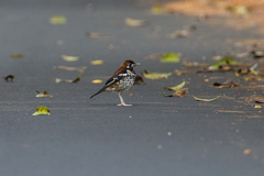 Geokichla erythronota