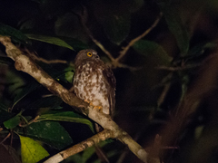 Ninox scutulata borneensis